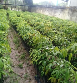 Giống cao su 124 một từng lá