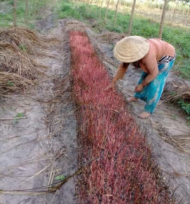 Hạt đã ươm lên mầm