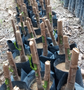 Cây để lên từng khoản 15,20 ngày