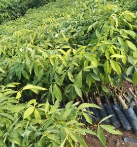 Giống cao su pb235 một từng lá