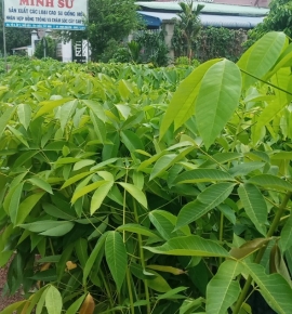 Giống cao su pb235