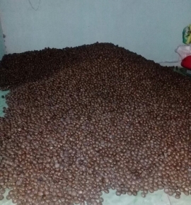 Hạt giống cao su