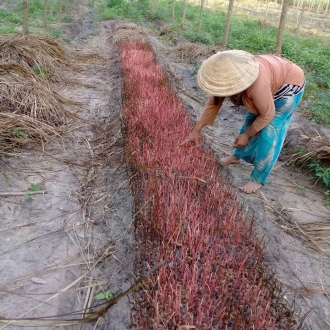 Chồng, phân bố, phóng tim, phân bón