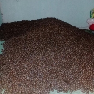 Bao trọn gói là cây giống