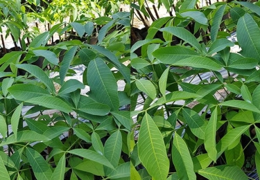 Cao su giống Uy Tín ở Tây Ninh