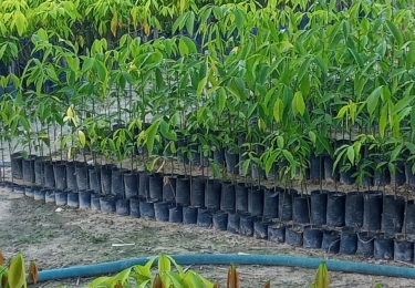 Cơ sở cung cấp Cao su giống Minh Sử có uy tín lớn ở Tây Ninh