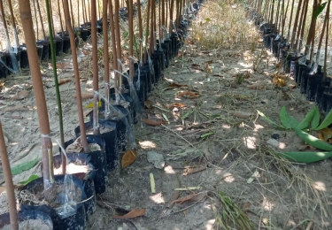 Cơ sở cao su lớn