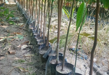 Cây cao su giống giai đoạn tháo băng mắt ghép - Nông Nghiệp Lộc Ninh