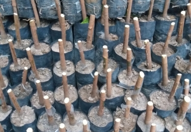 Cao su giống pb235 bầu cắt ngọn, cơ sở cao su giống lớn ở Tây Ninh | Cao su giống Minh Sử