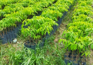 Cao su giống uy tín Tây Ninh