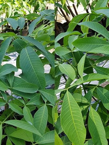 Cao su giống Uy Tín ở Tây Ninh