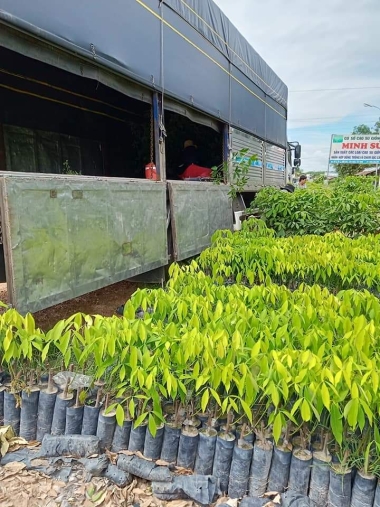 Cơ sở cung cấp Cao su giống minh sử có quy tín lớn ở Tây Ninh