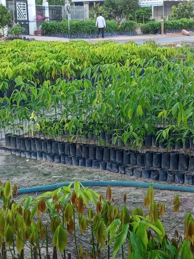 Cơ sở cung cấp Cao su giống Minh Sử có uy tín lớn ở Tây Ninh