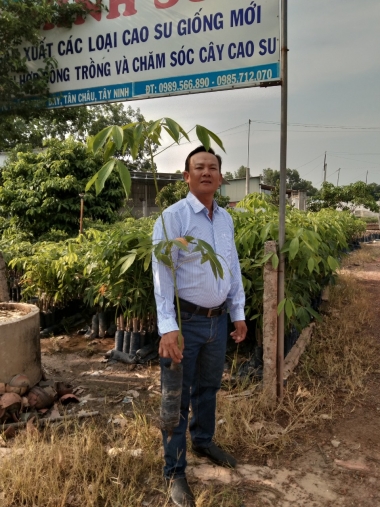 Giống cao su pb235,một từng lá, và giống rriv209