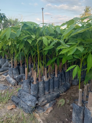 Điểm bán cây Cao su giống tốt nhất