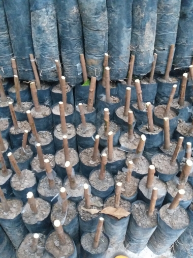 Cao su giống pb235 bầu cắt ngọn, cơ sở cao su giống lớn ở Tây Ninh | Cao su giống Minh Sử