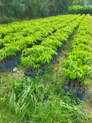 Cao su giống uy tín Tây Ninh