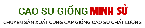 CAO SU GIỐNG MINH SỬ