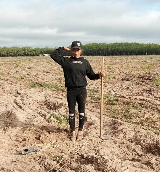 Canh tác đất cao su