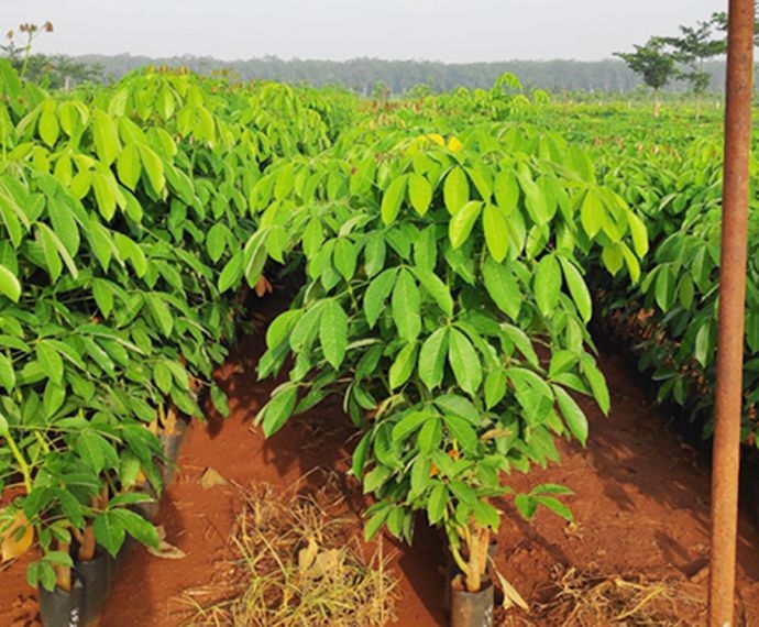 Tiêu Chí Chọn Đất Trồng Cao Su Và Phương Pháp Cải Tạo Đất Mang Lại Năng Suất Cao