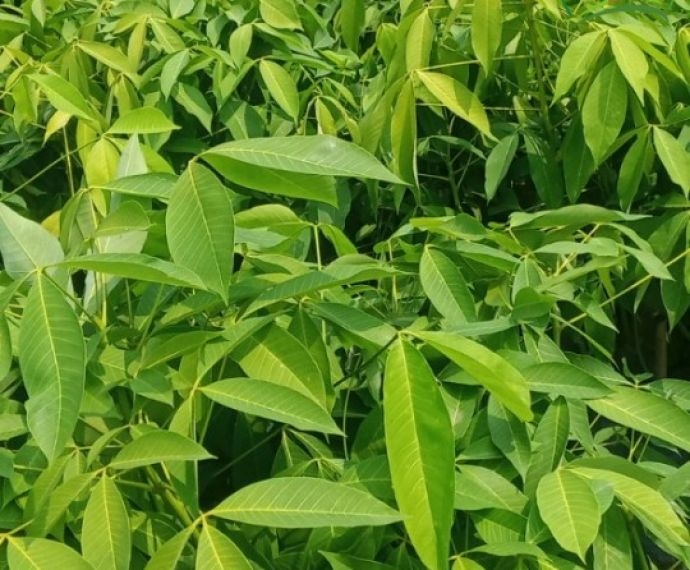 Cao su PB235 tầng 2 lá - Giống cao su khỏe, cho năng suất mủ vượt trội từ Cao Su Giống Minh Sử