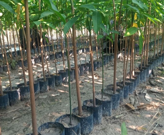 Các loại giống cây cao su