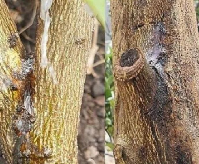 Nấm Phytophthora trên cây cao su và cách phòng trị hiệu quả