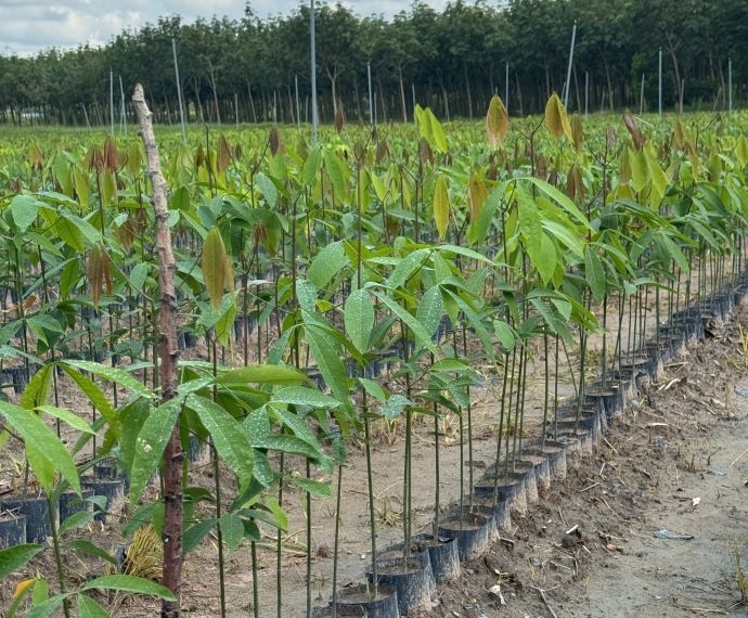 Cao Su Giống Minh Sử: Đơn Vị Nhận Hợp Đồng Trồng Và Chăm Sóc Trọn Gói