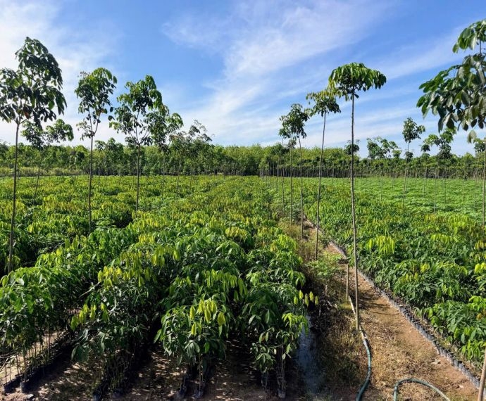 Cách chọn giống cao su phù hợp