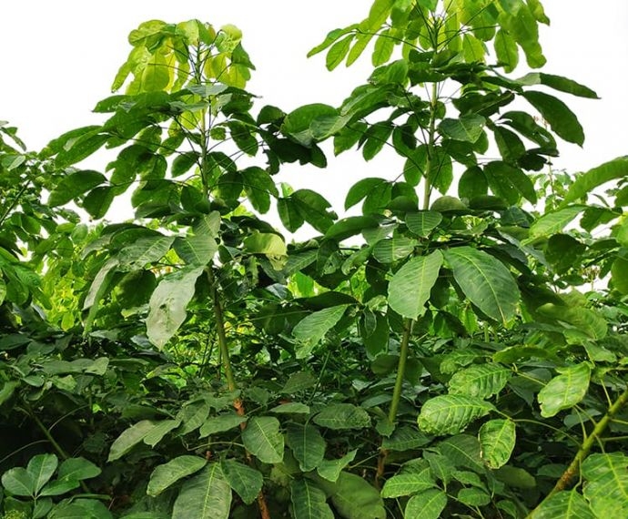 Thông tin chi tiết về GIỐNG CAO SU RRIV 106