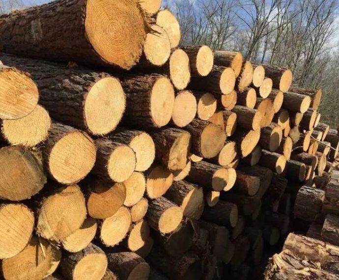 Gỗ Cao Su: Đặc Điểm, Quy Trình Sản Xuất và Ứng Dụng Nội Thất Hiện Đại