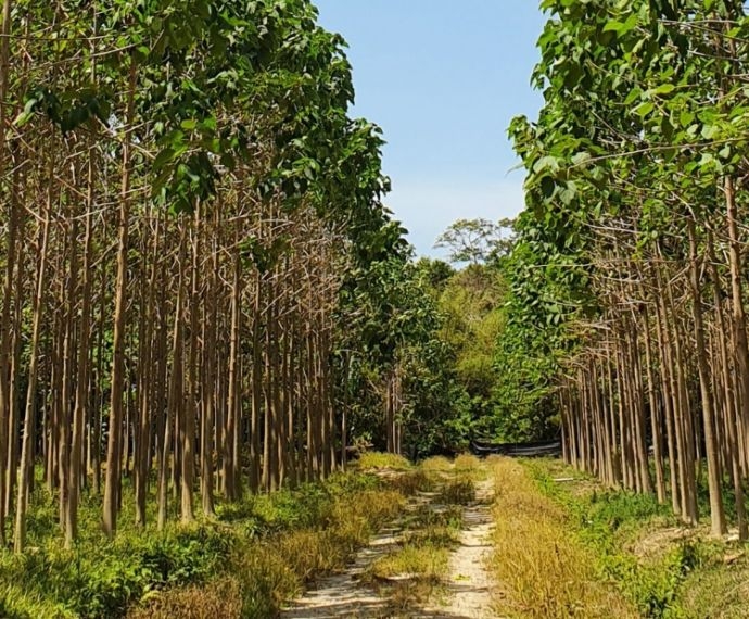 Cao su tự nhiên là gì? Đặc điểm, lợi ích và vai trò trong đời sống