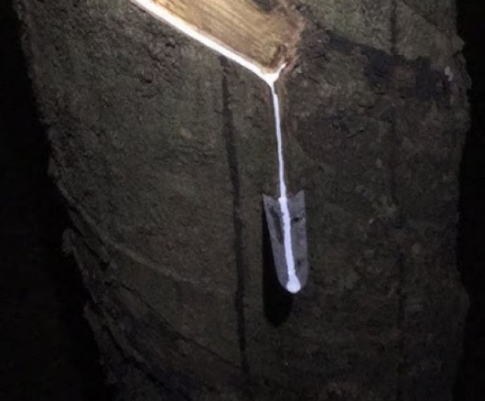 Vì sao phải cạo mủ cao su vào ban đêm? Bí quyết và kỹ thuật cạo chuẩn