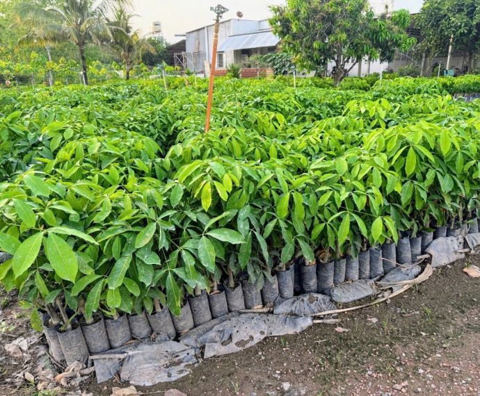 Tiêu Chí Lựa Chọn Đơn Vị Cung Cấp Giống Cao Su Uy Tín