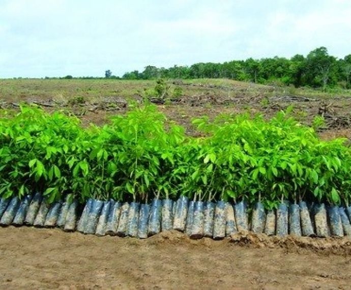 CÂY CAO SU KHÔNG PHẢI LÀ CÂY CÓ HẠI VỚI MÔI TRƯỜNG