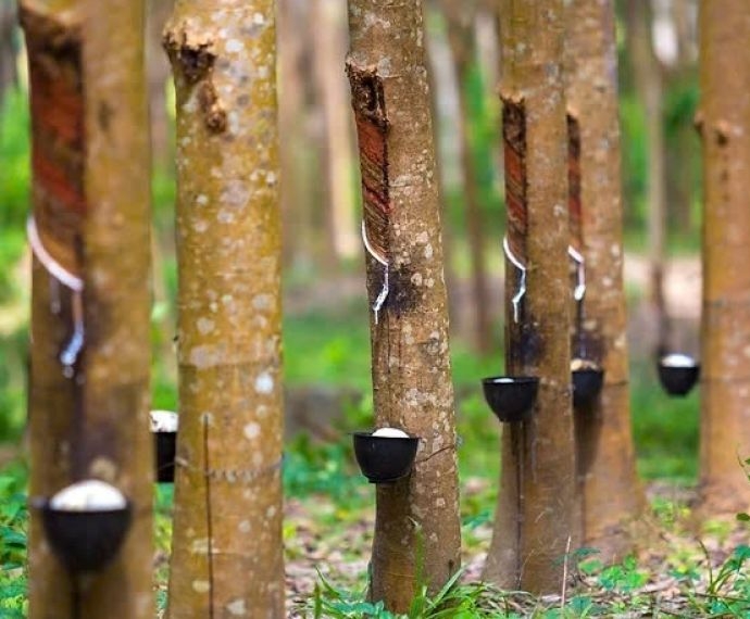 Tuổi thọ cây cao su và thời điểm thu hoạch để đạt năng suất cao