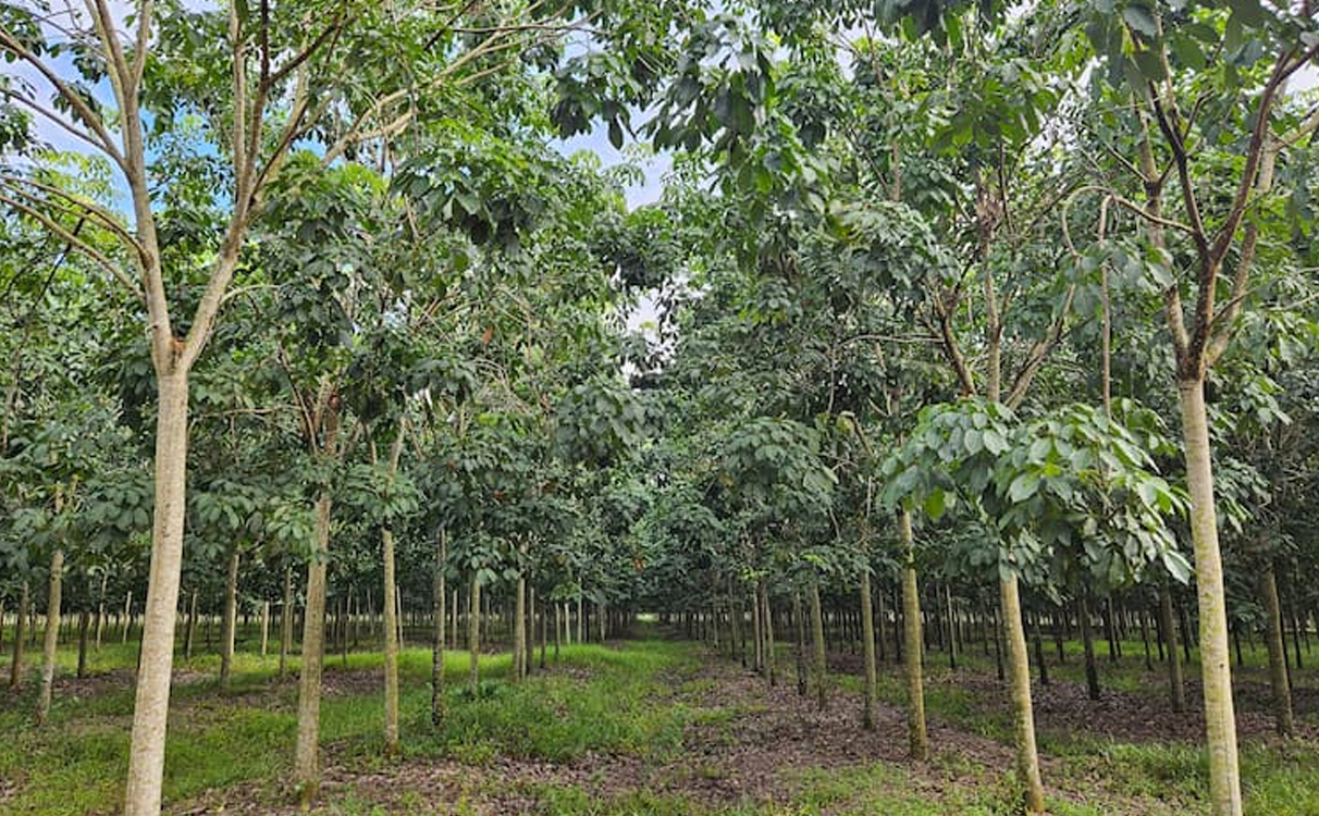 Tiêu chí chọn đất trồng cây cao su