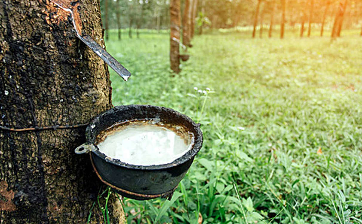Chi tiết kỹ thuật cạo mủ cao su