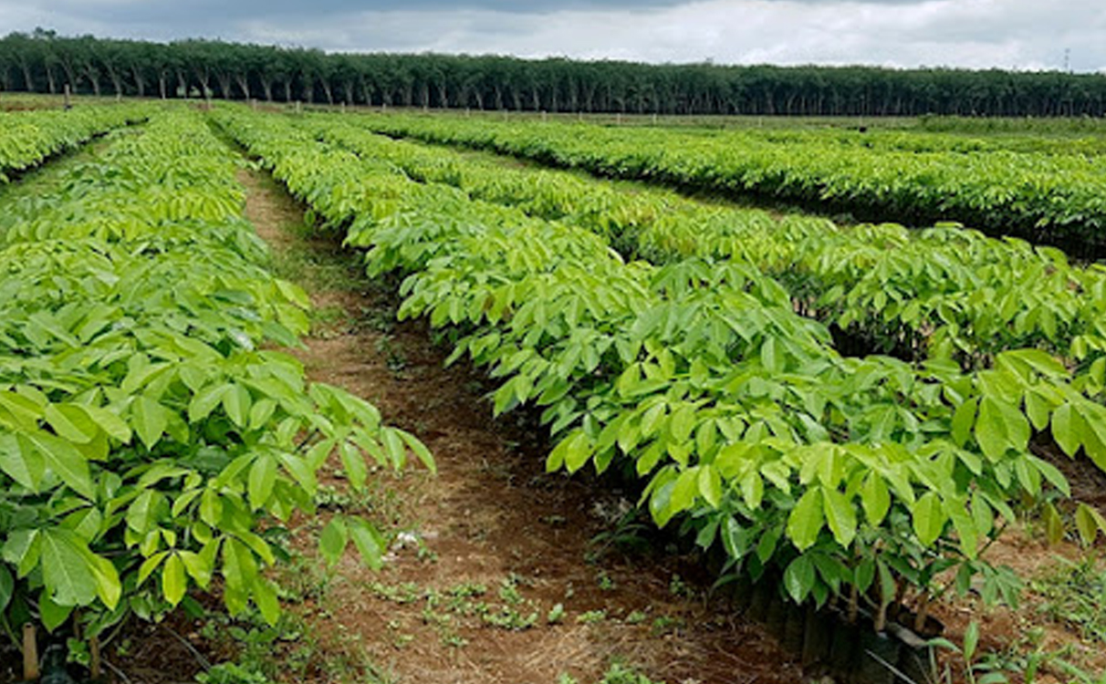 Các loại đất phù hợp nhất cho cây cao su