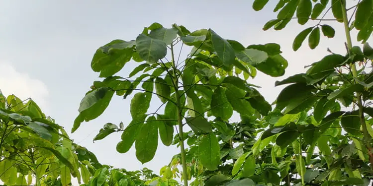 Thông tin chi tiết về GIỐNG CAO SU RRIV 103