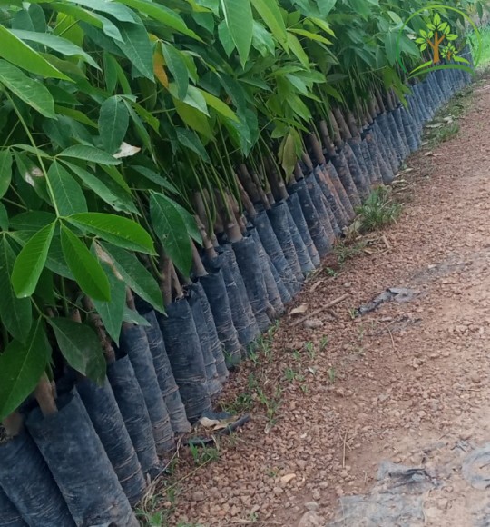 Cao su giống PB235