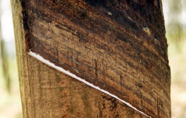 Bệnh nấm trên cây cao su