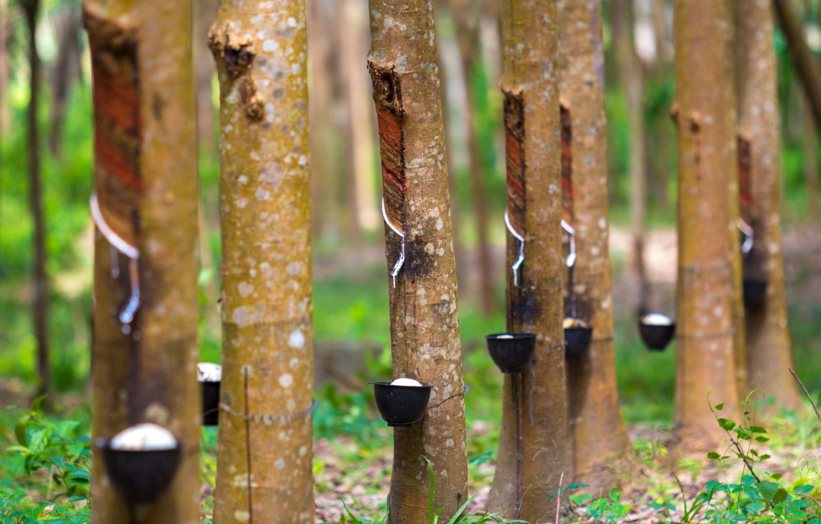 Đặc điểm nổi bật của cao su tự nhiên