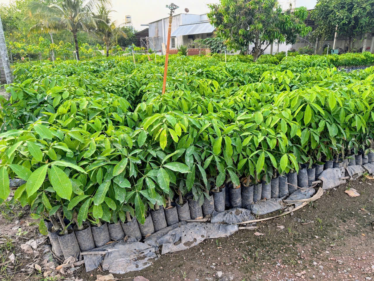 Cách chăm sóc cây cao su non