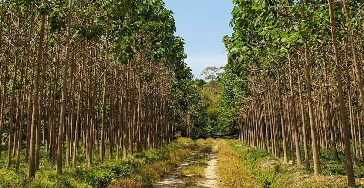Lọi ích của cây cao su