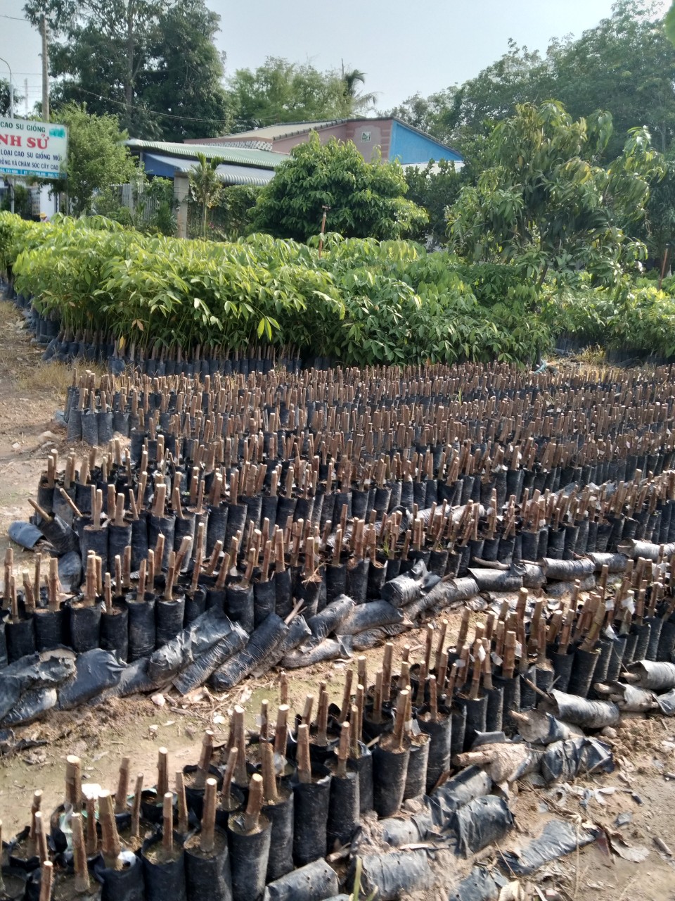 Bầu cắt ngọn giống pb235