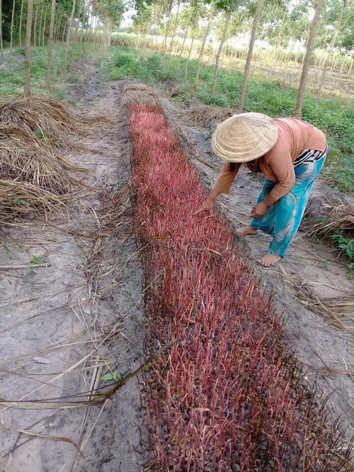 Hạt đã ươm lên mầm