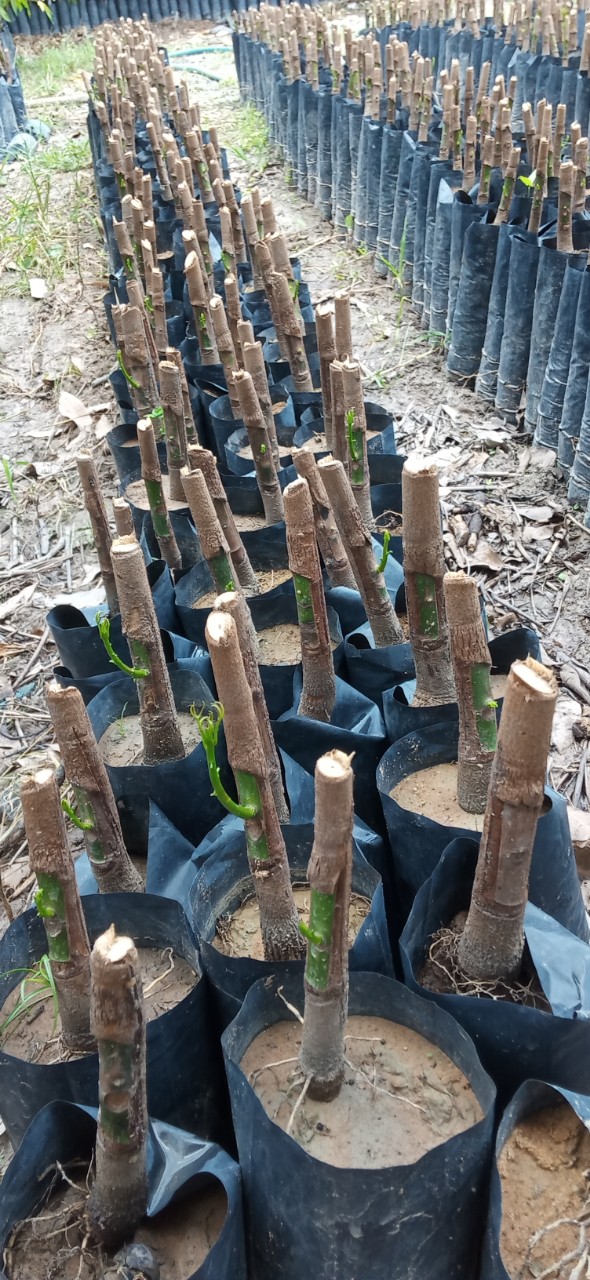 Cây để lên từng khoản 15,20 ngày