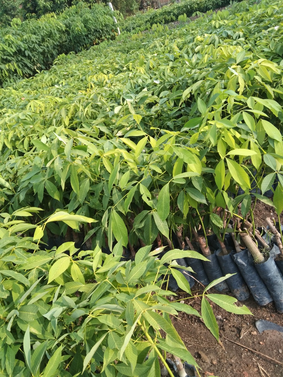 Giống cao su pb235 một từng lá