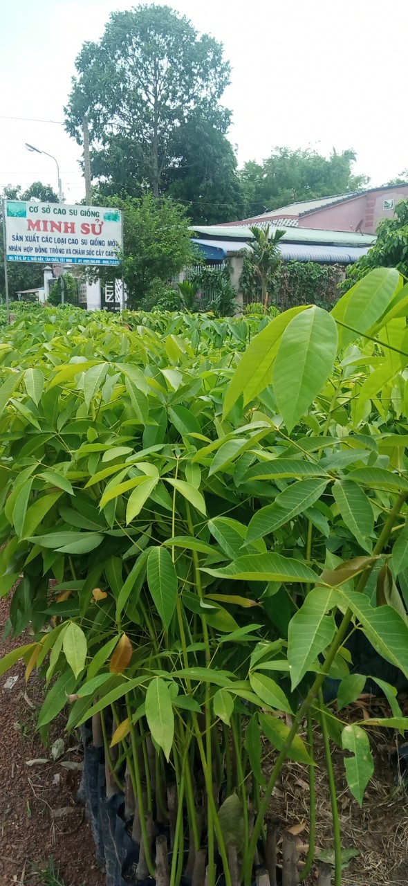 Giống cao su pb235